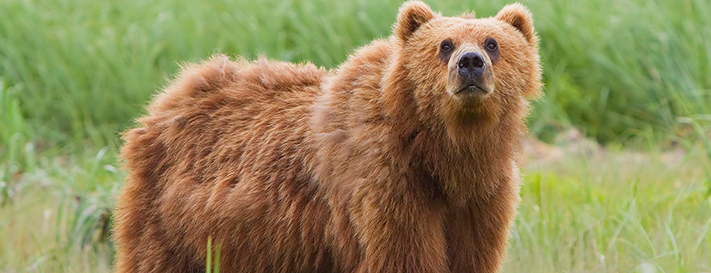 "2010-kodiak-bear-1" by Yathin S Krishnappa - Own work. Licensed under CC BY-SA 3.0 via Wikimedia Commons - https://commons.wikimedia.org/wiki/File:2010-kodiak-bear-1.jpg#/media/File:2010-kodiak-bear-1.jpg